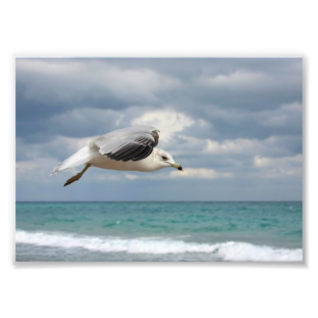 Foto Voo de Seagull (Frente)