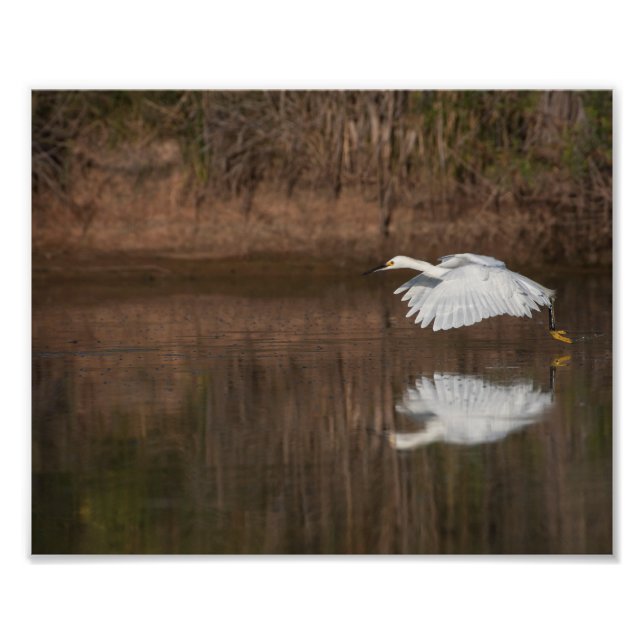 Foto Voo do Egret de Neve (Frente)