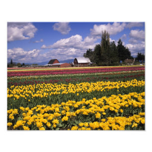 Foto WA, Skagit Valley, Skagit Valley Tulip