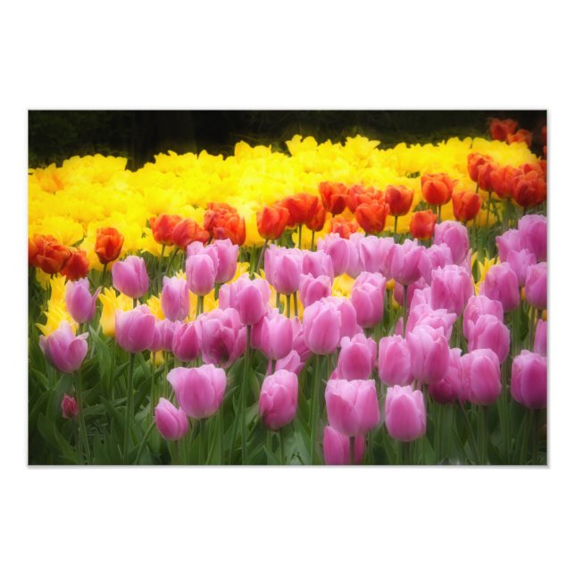 Foto WA, Vale do Skagit, Jardim de Tulipas Roozengaarde (Frente)