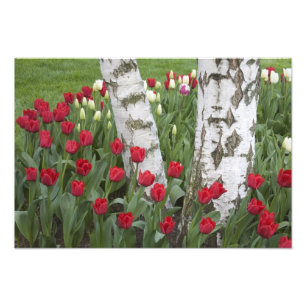 Foto WA, Vale do Skagit, Jardim de Tulipas Roozengaarde