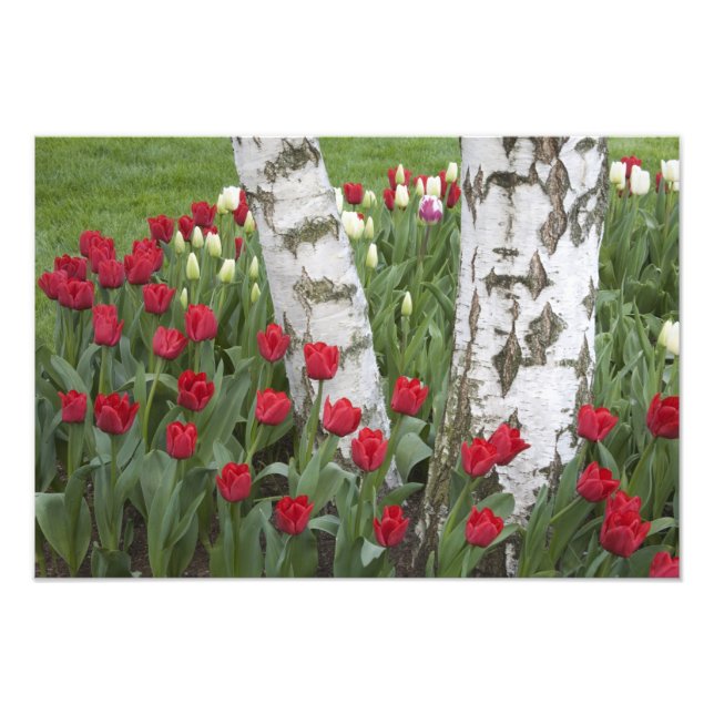Foto WA, Vale do Skagit, Jardim de Tulipas Roozengaarde (Frente)