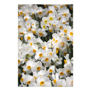 Foto WA, Vale do Skagit, padrão de Narciso