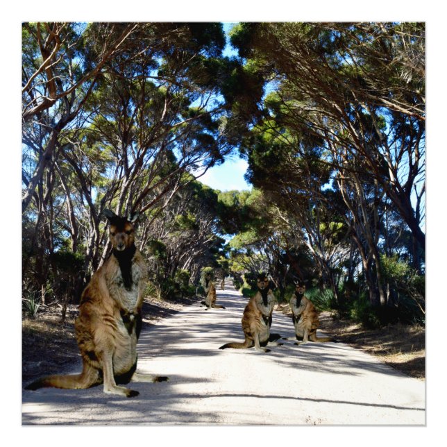 Foto Wallabys Australianos Na Estrada, (Frente)