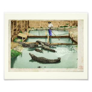 Foto Water Baby Alligator Joe