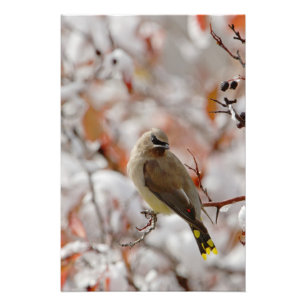 Foto Waxwing de cedro adulto no hawthorn com neve,