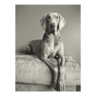 Foto Weimaraner