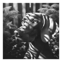 Weimaraner "Majexpressas Hunter" BW