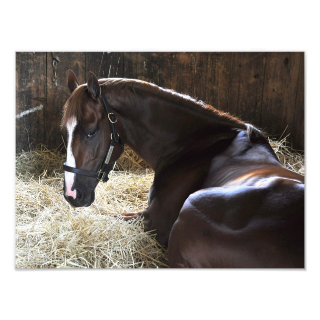 Foto West Virginia Derby Winner "Madefromluck" (Frente)