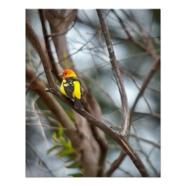 Foto Western Tanager