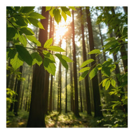 Foto Whispering Forest