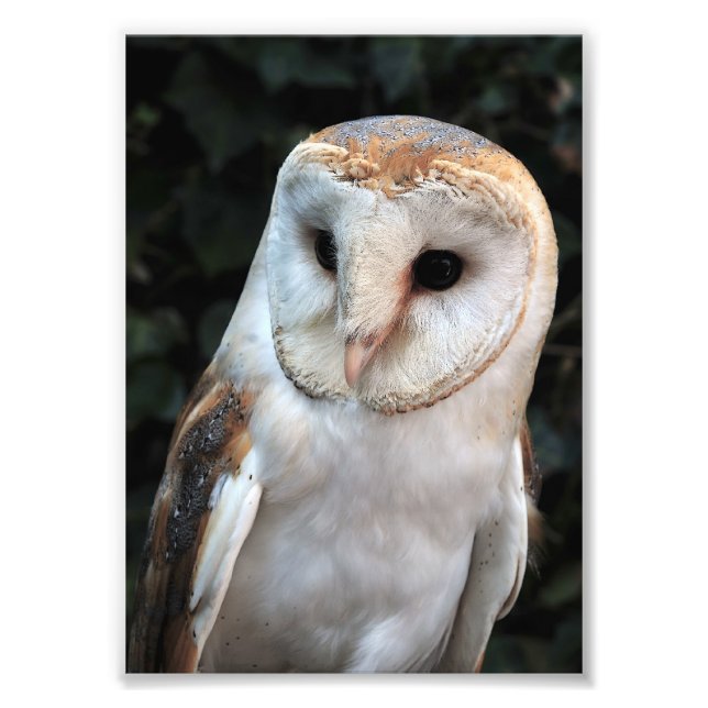 Foto White Barn Owl (Frente)