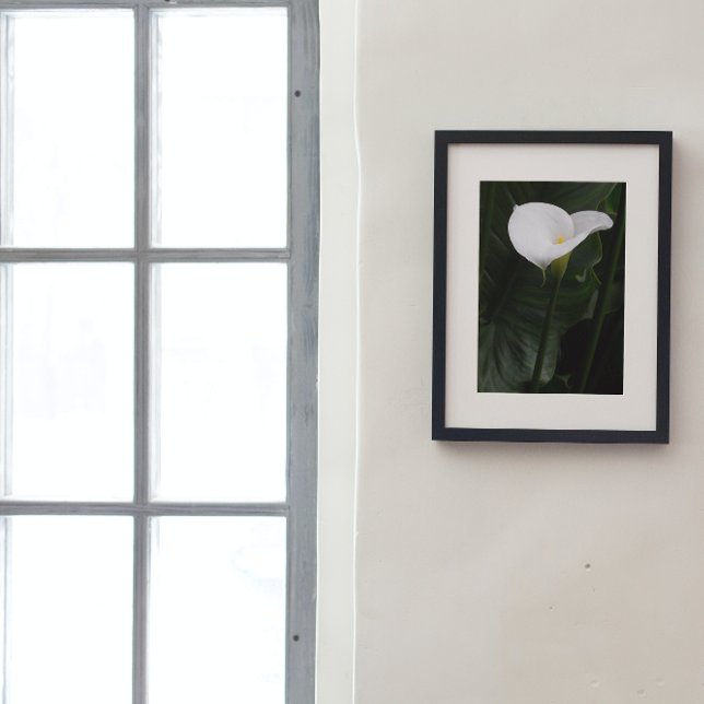 Foto White Calla Lily e Dark Folhas Floral (In Situ Framed)