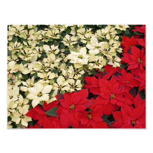 Foto White e Red Poinsettias I Feriado Floral (Frente)