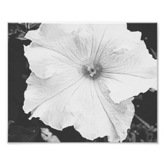 Foto White Floral 10x8