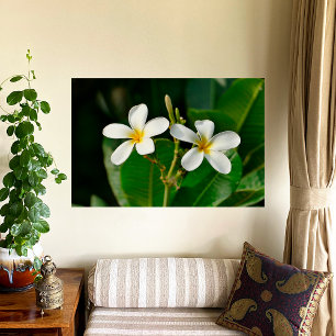Foto White Frangipani