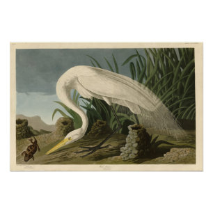 Foto White Heron, Egret Excelente, Aves de Audubon da A