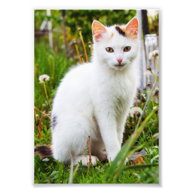 Foto White Kitten (Frente)