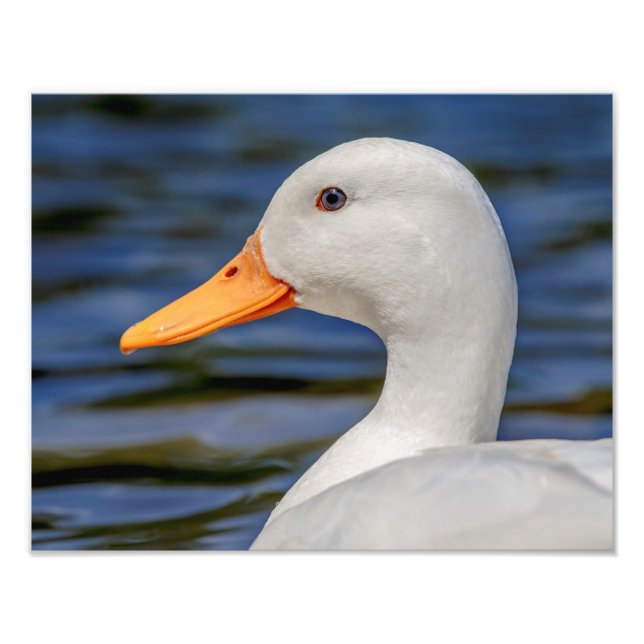 Foto White Mallard Duck (Frente)