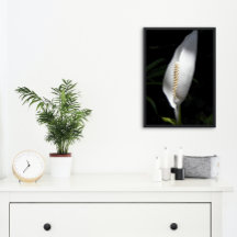 White Peace Lily Plant Floral