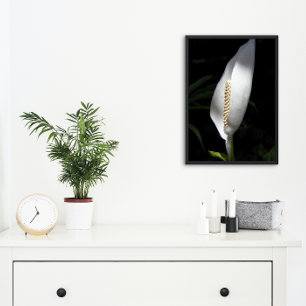 Foto White Peace Lily Plant Floral