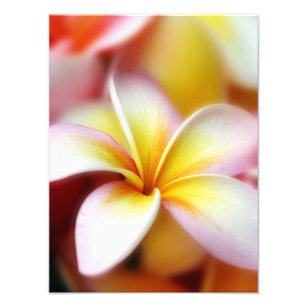 Foto White Plumeria Frangipani Hawaii Flor Havaiano