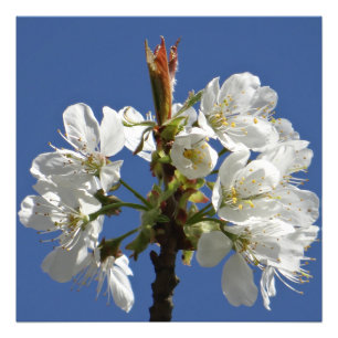 Foto White Primavera Bloom