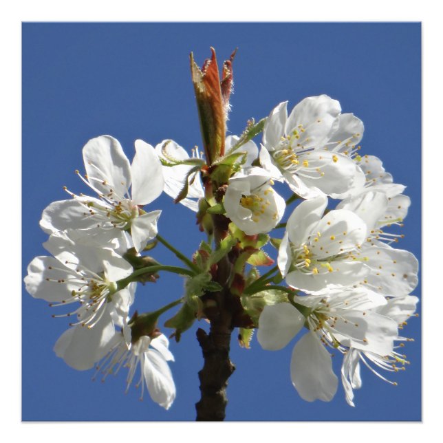 Foto White Primavera Bloom (Frente)