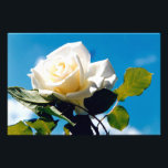 Foto White Rose Beauty<br><div class="desc">A rosa branca sob o céu azul. Foto vibrante de um belo rosa florescente faz um presente de arte floral em excelente. A beleza calma da rosa branca reflete novos começos, pureza, lealdade e inocência. As rosas brancas simbolizam o amor jovem que a noiva tem por sua esposa. As rosas...</div>
