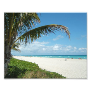 Foto White Sand Beach com Palm