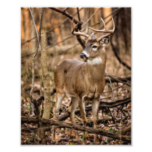 Foto White Tail Deer Buck