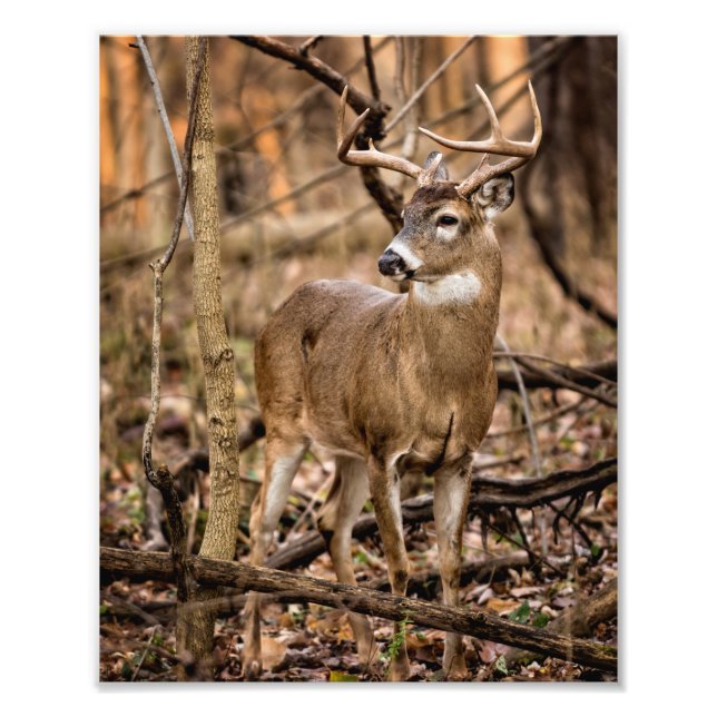 Foto White Tail Deer Buck (Frente)
