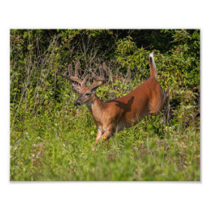 Foto Whitetail Buck em Velvet