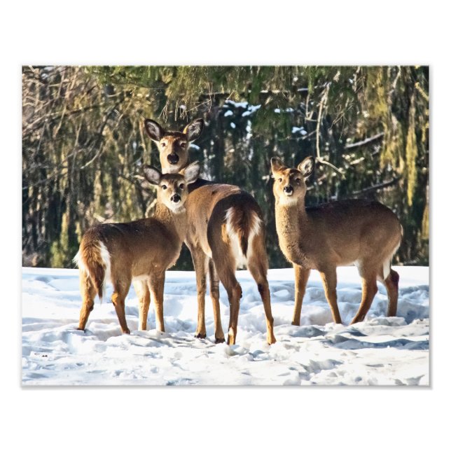 Foto Whitetail Deer em Snow (Frente)