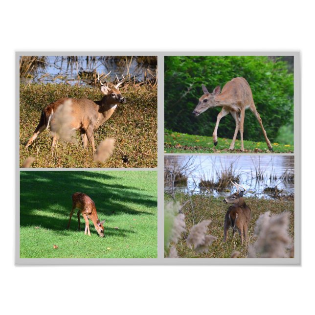 Foto Whitetail Deer Photo Collage (Frente)