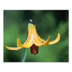 Foto Wild Canada Lily com Firefly Insett 8x10
