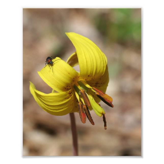 Foto Wild Trout Lily Flower E Firefly Amigo 8x10 (Frente)