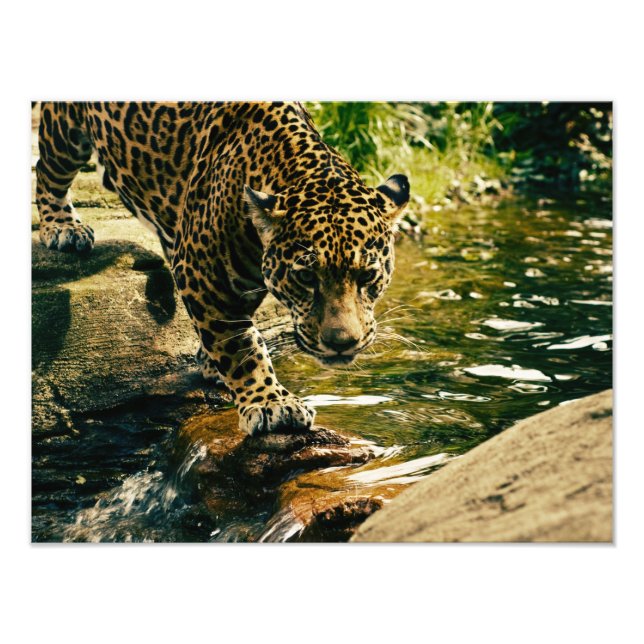 Foto Wildcat Animal Leopardo Natureza (Frente)