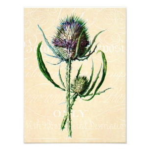 Foto Wildflower da antiguidade do cardo do Scottish do