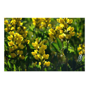 Foto Wildflowers amarelos nas montanhas de Sandia