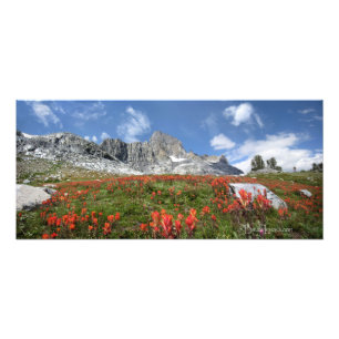 Foto Wildflowers máximos da bandeira - região selvage