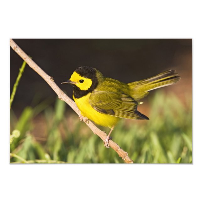 Foto Wilsonia citrina, Warbler Hooded) (Frente)