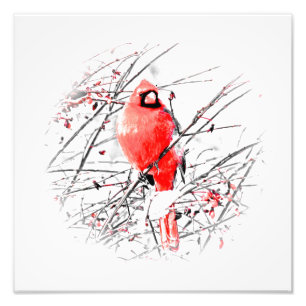 FOTO WINTER MALE CARDINAL