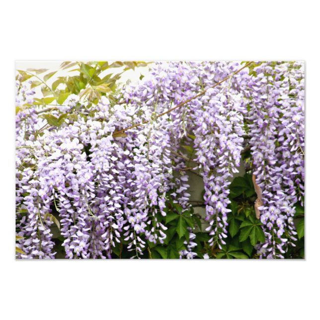 Foto Wisteria Flowers (Frente)