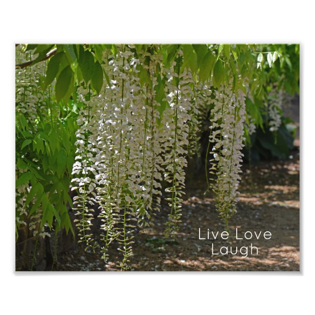 Foto Wisteria White Garden Flowers Live Love Laugh (Frente)