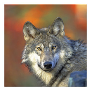 Foto Wolf_2015_0302