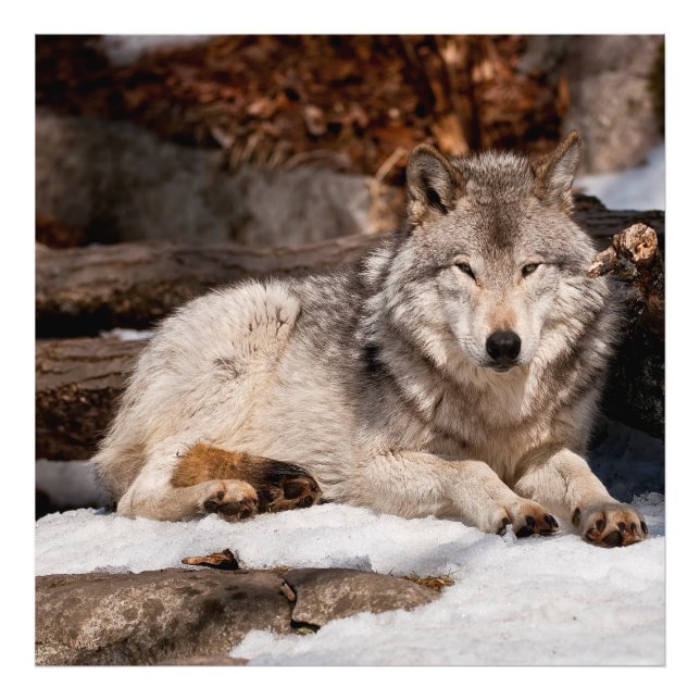Foto Wolf Cinza Oriental (Frente)