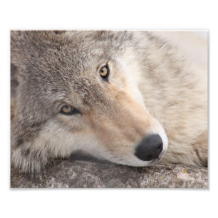 Foto Wolf Eyes - Lobo-Madeira