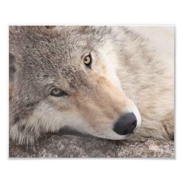 Foto Wolf Eyes - Lobo-Madeira (Frente)