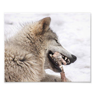 Foto Wolf Timber Comendo sua Refeição